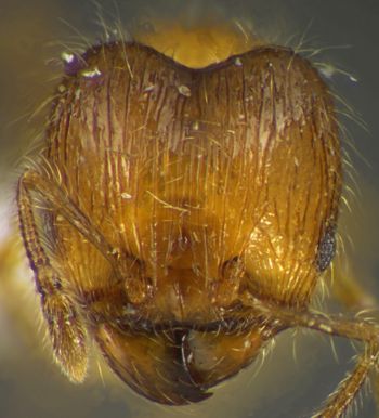 Media type: image;   Entomology 34322 Aspect: head frontal view